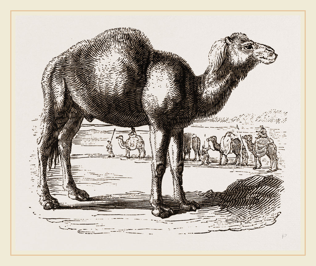 Detail of Camel by Anonymous