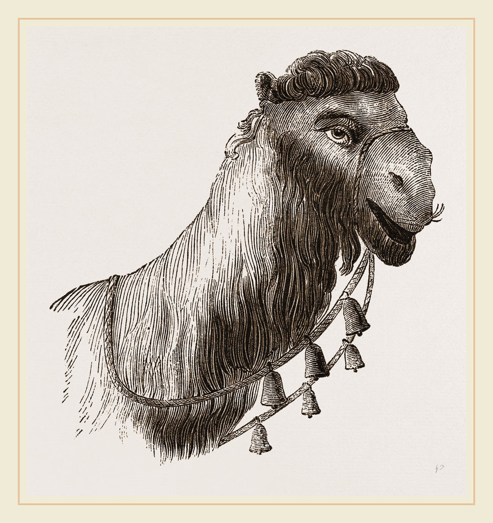 Detail of Head of Camel by Anonymous