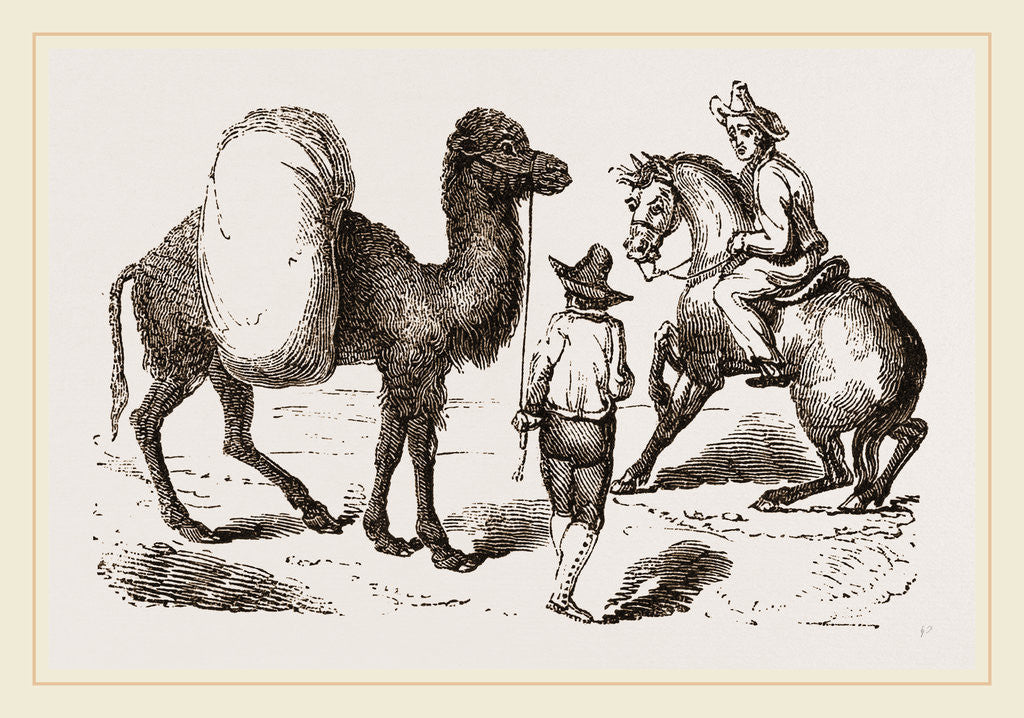 Detail of Camel and Horse by Anonymous
