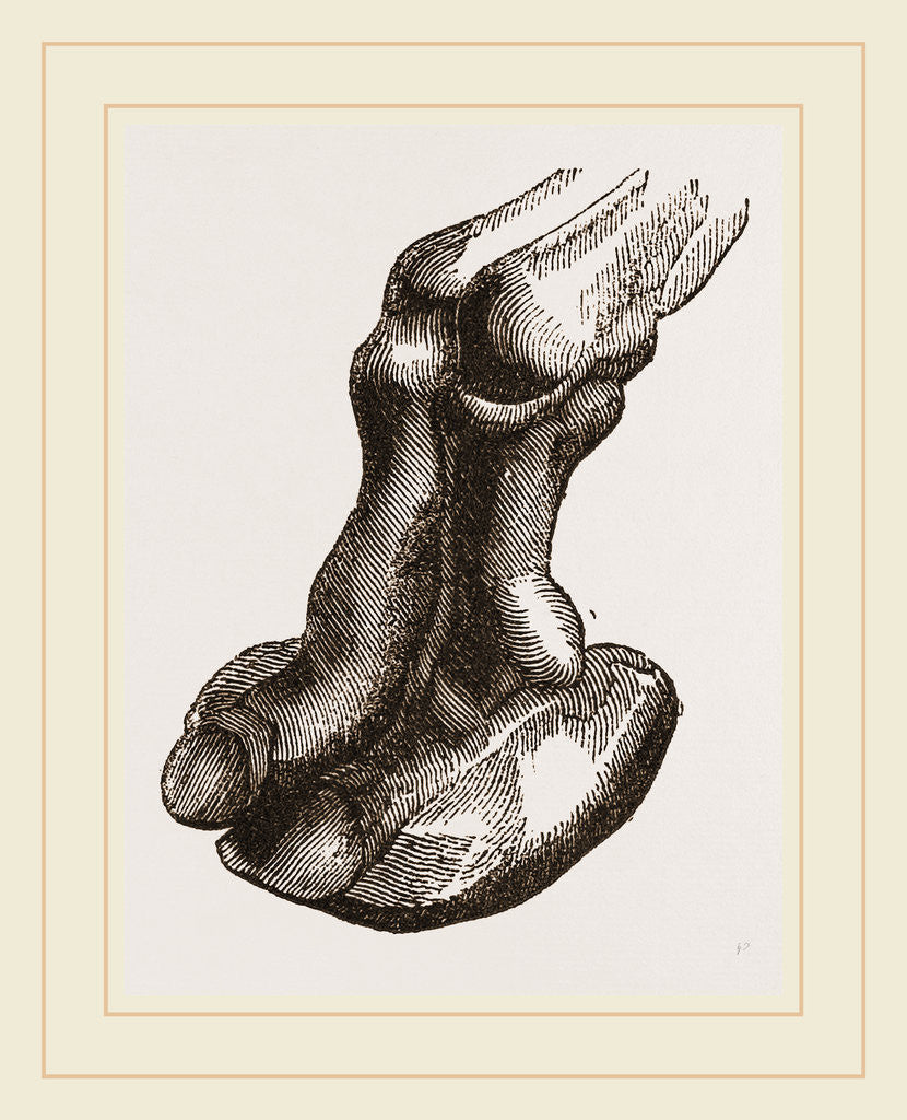 Detail of Camel foot by Anonymous