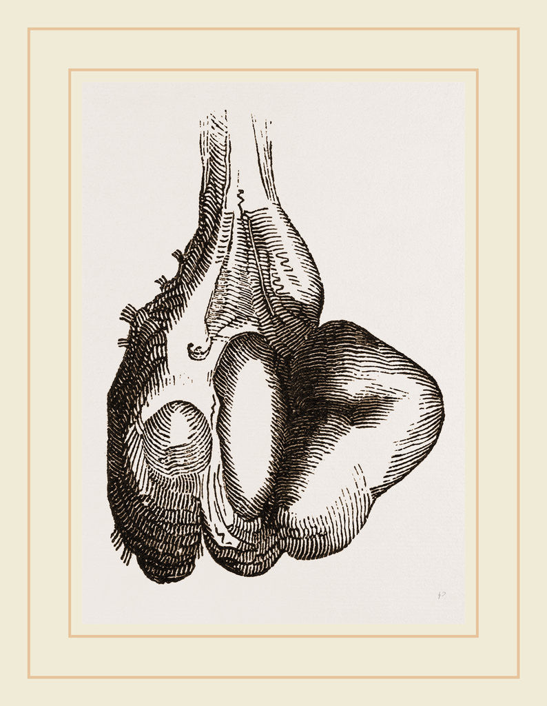 Detail of Camel foot by Anonymous