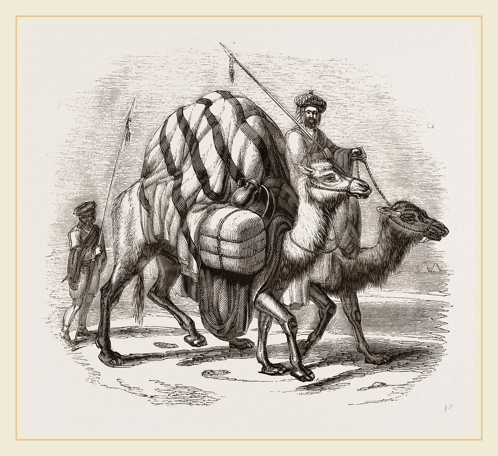 Detail of Loaded Camels by Anonymous