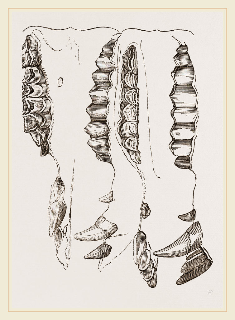 Detail of Teeth of Camel by Anonymous