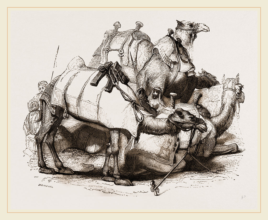 Detail of Camels tethered by Anonymous