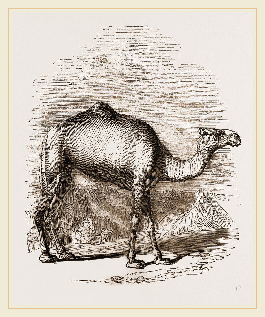 Detail of Swift Camel by Anonymous