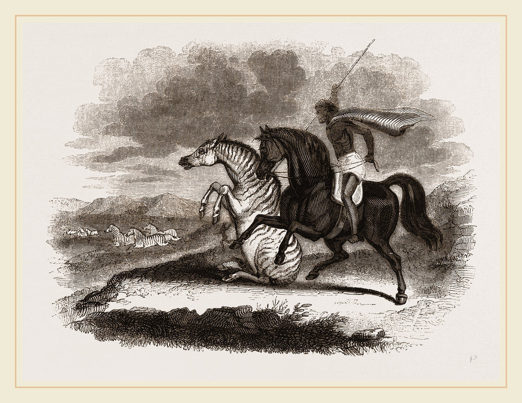 Detail of Burchell's Zebra by Anonymous