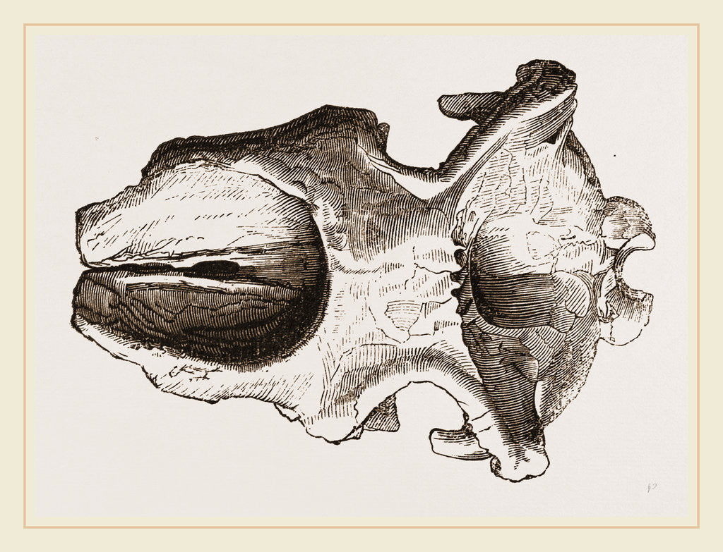 Detail of Skull of Dinotherium by Anonymous