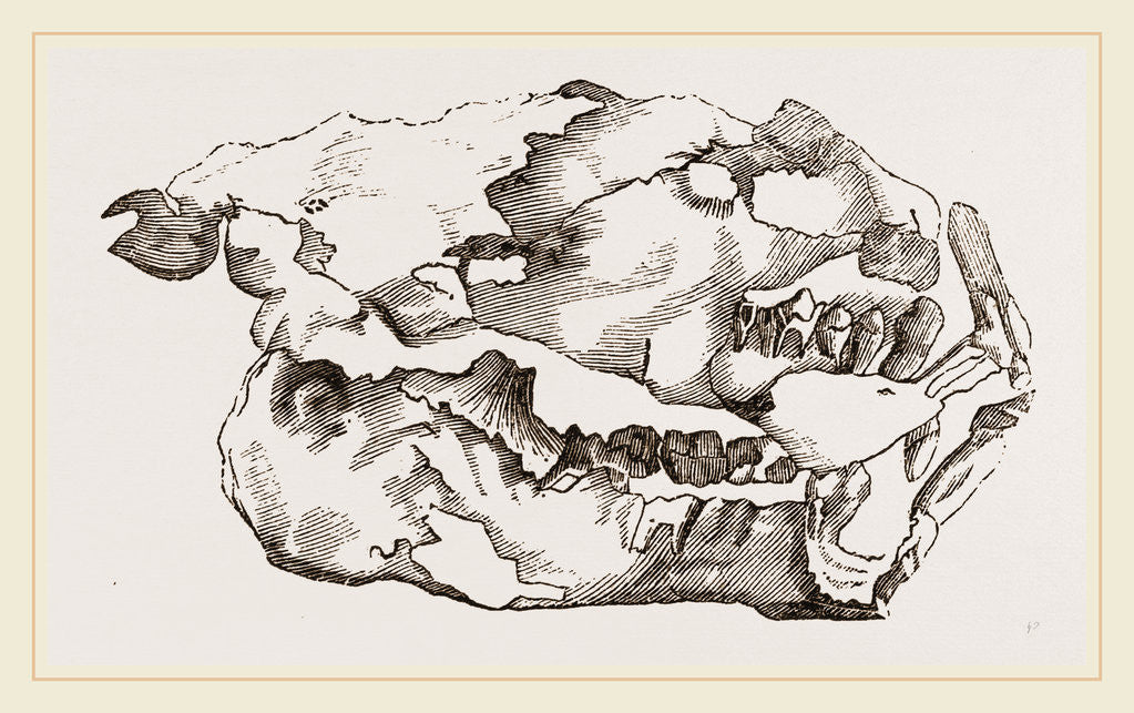 Detail of Skull of Fossil by Anonymous