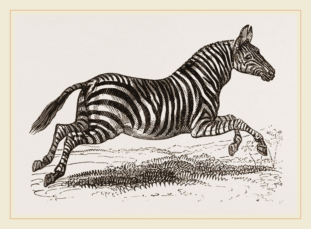 Detail of Zebra by Anonymous