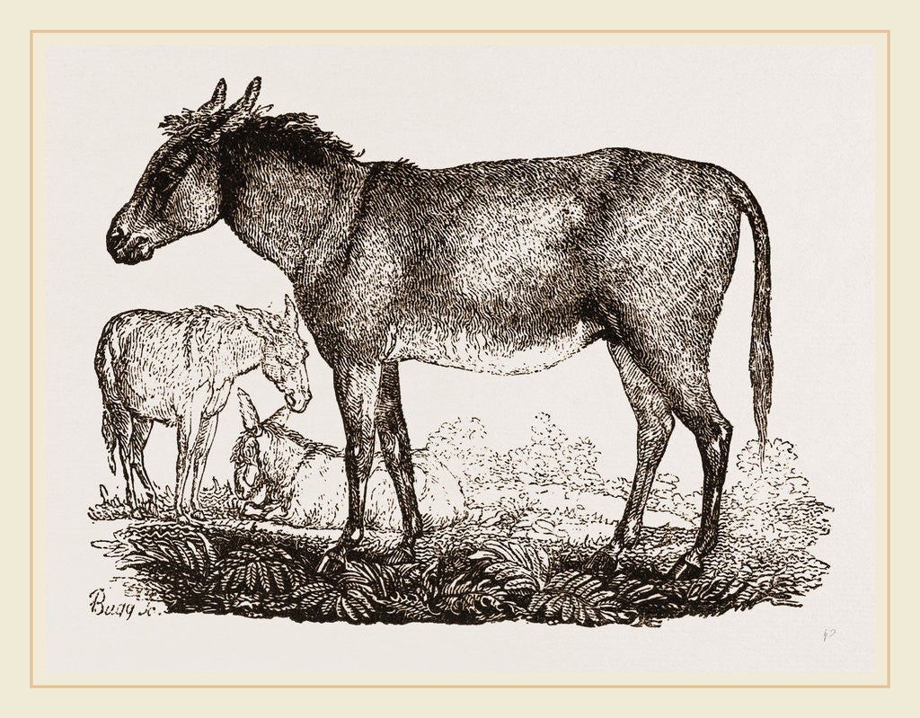 Detail of Ass by Anonymous