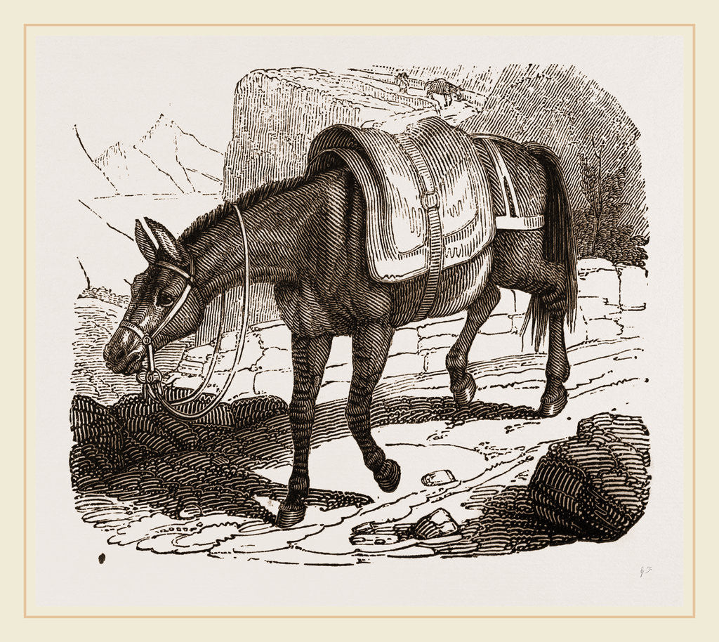 Detail of Mule by Anonymous