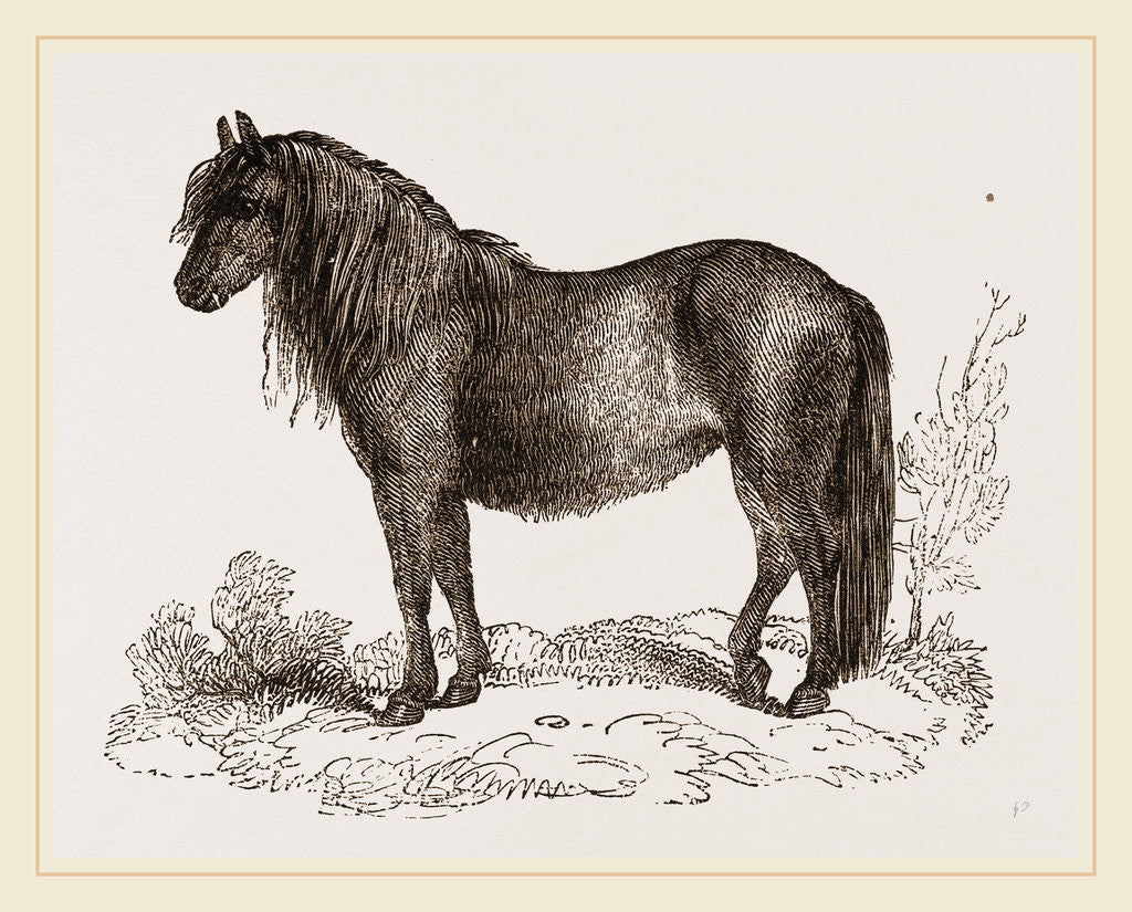 Detail of Welsh Pony by Anonymous