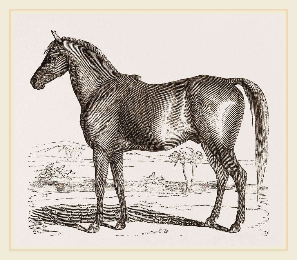 Detail of English cart Horse by Anonymous