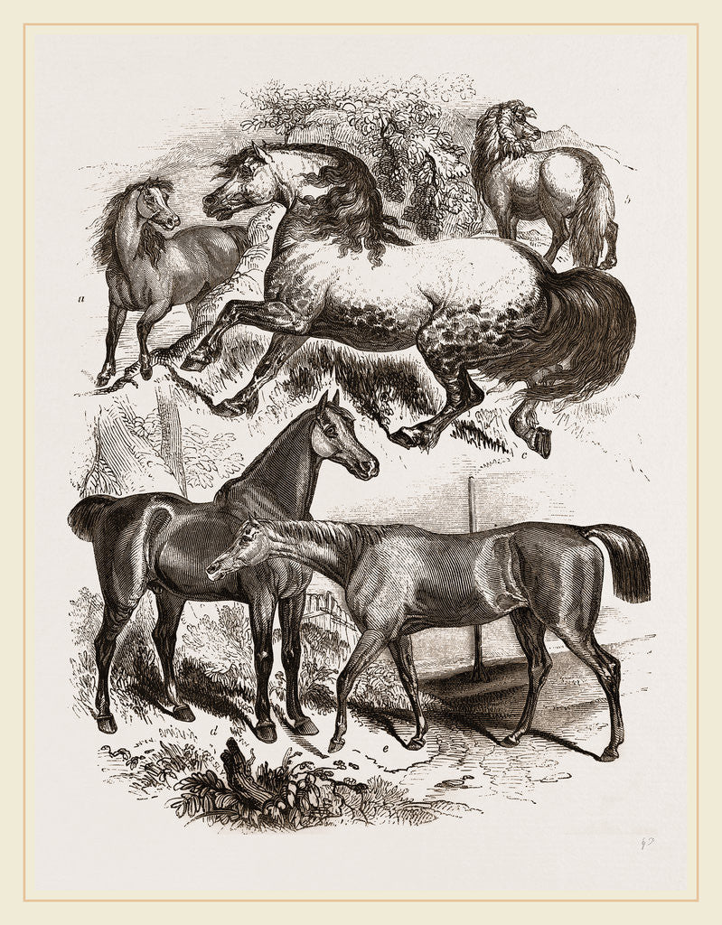 Detail of Group of Horses by Anonymous