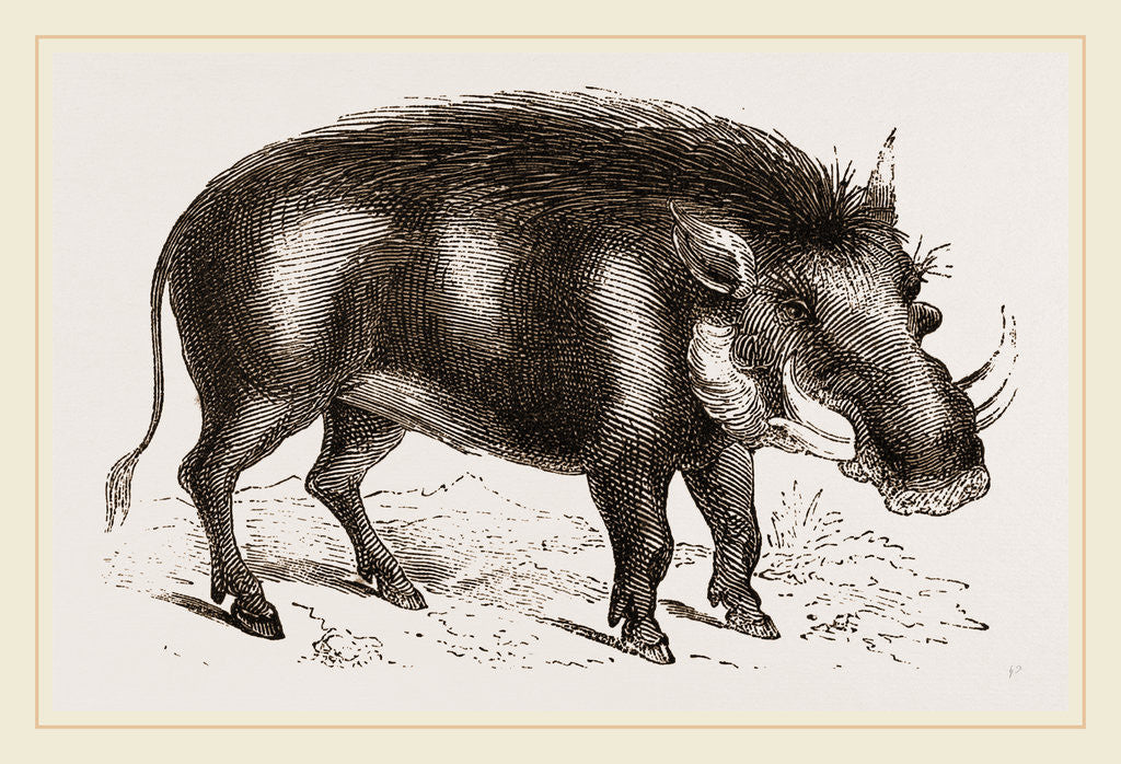 Detail of Abyssinian Phacochoere by Anonymous