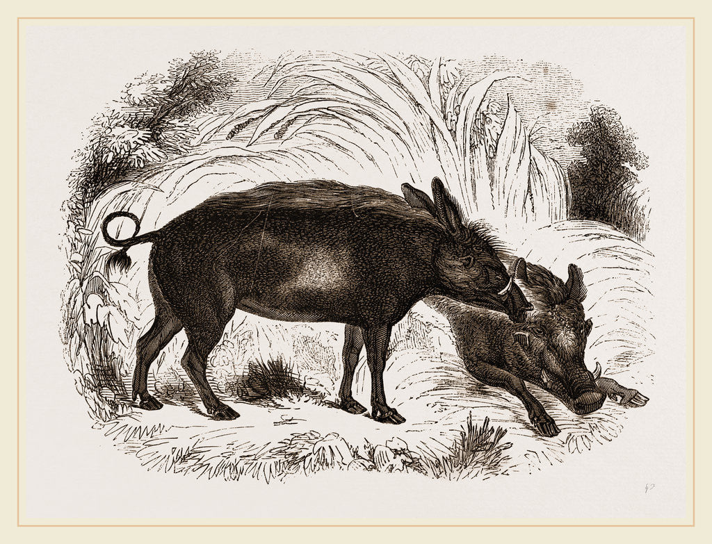 Detail of Abyssinian Phacochoere by Anonymous