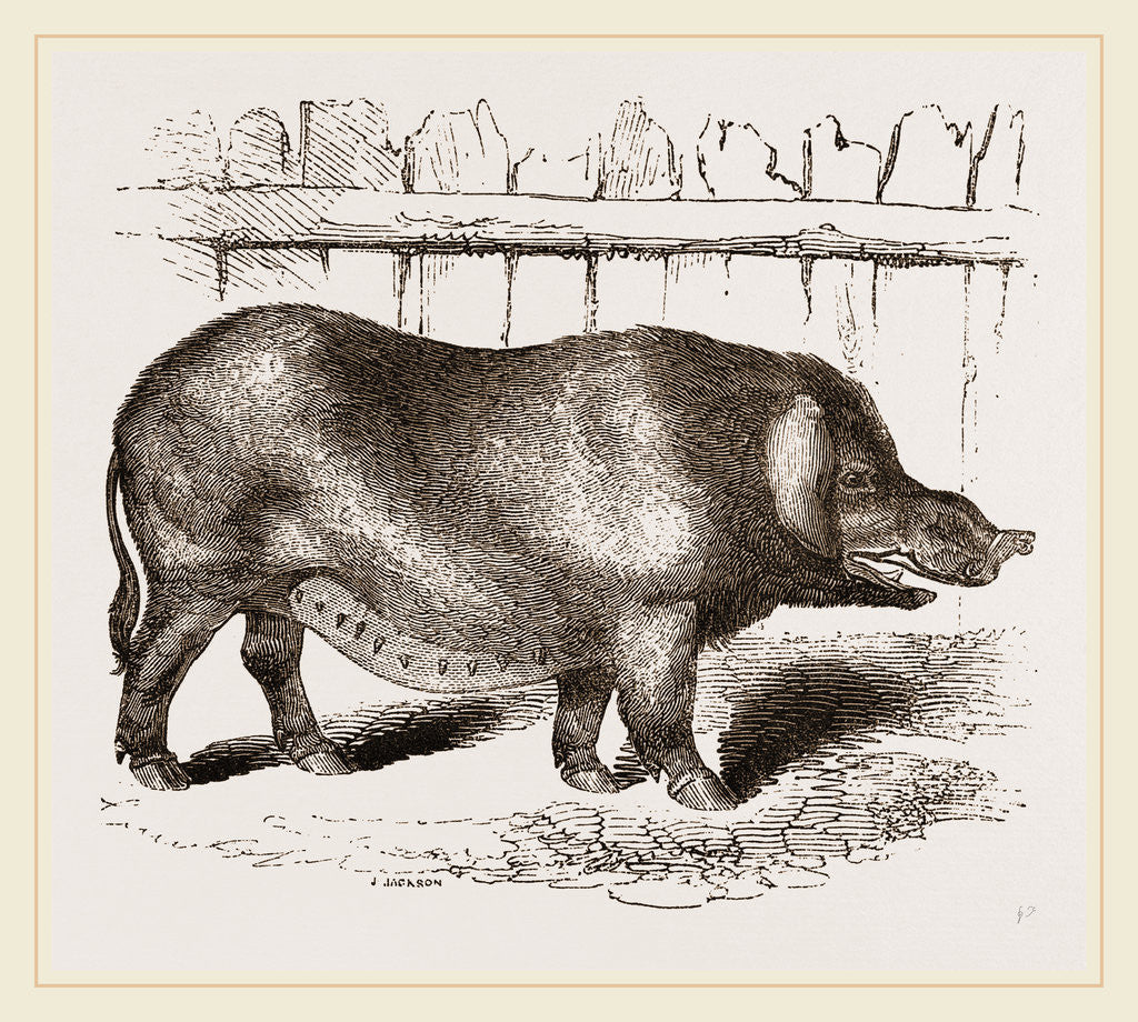 Detail of Domestic Hog by Anonymous