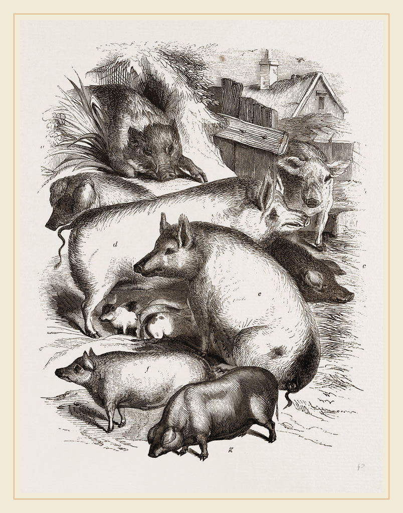 Detail of Group of Domestic Hogs by Anonymous
