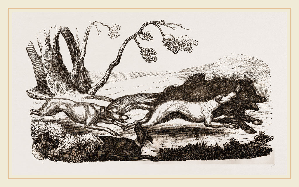 Detail of Boar-hunt by Anonymous