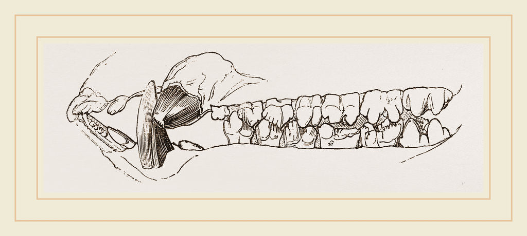 Detail of Teeth of the Hog by Anonymous