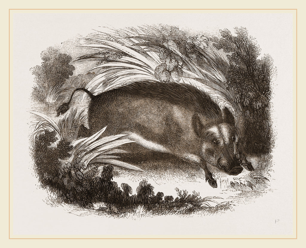Detail of Wild Boar by Anonymous