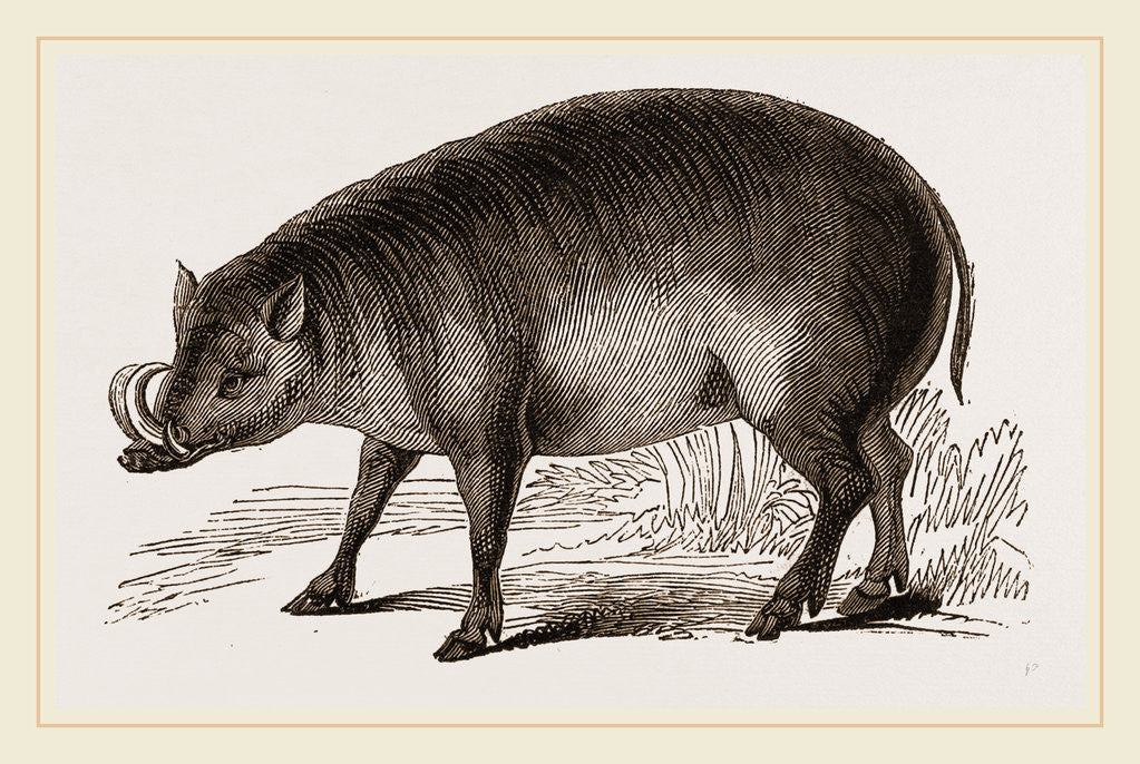 Detail of Babiroussa by Anonymous