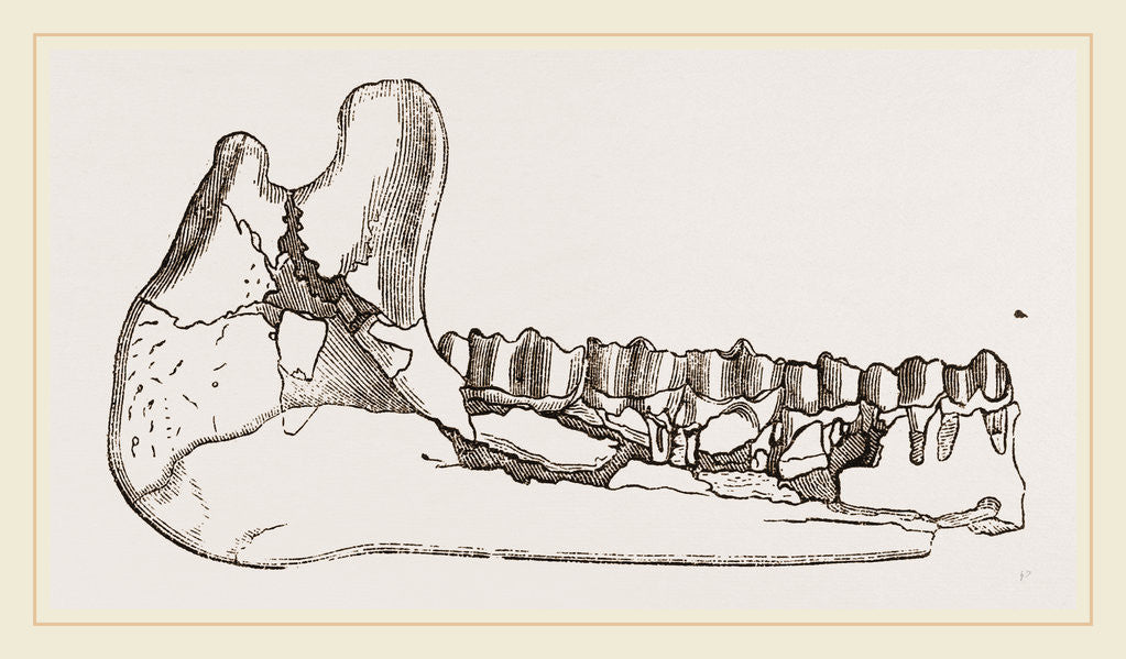 Detail of External view of part the lower jaw of Palaeotherium magnum by Anonymous
