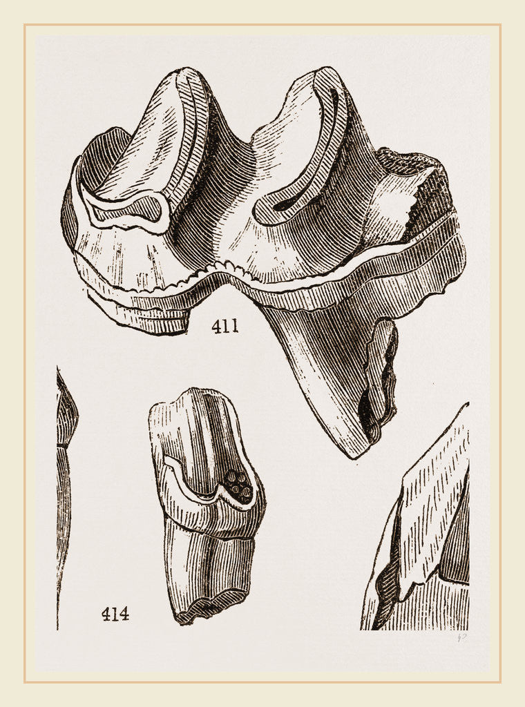 Detail of Teeth of Lophiodon by Anonymous