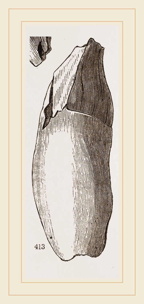 Detail of Teeth of Lophiodon by Anonymous