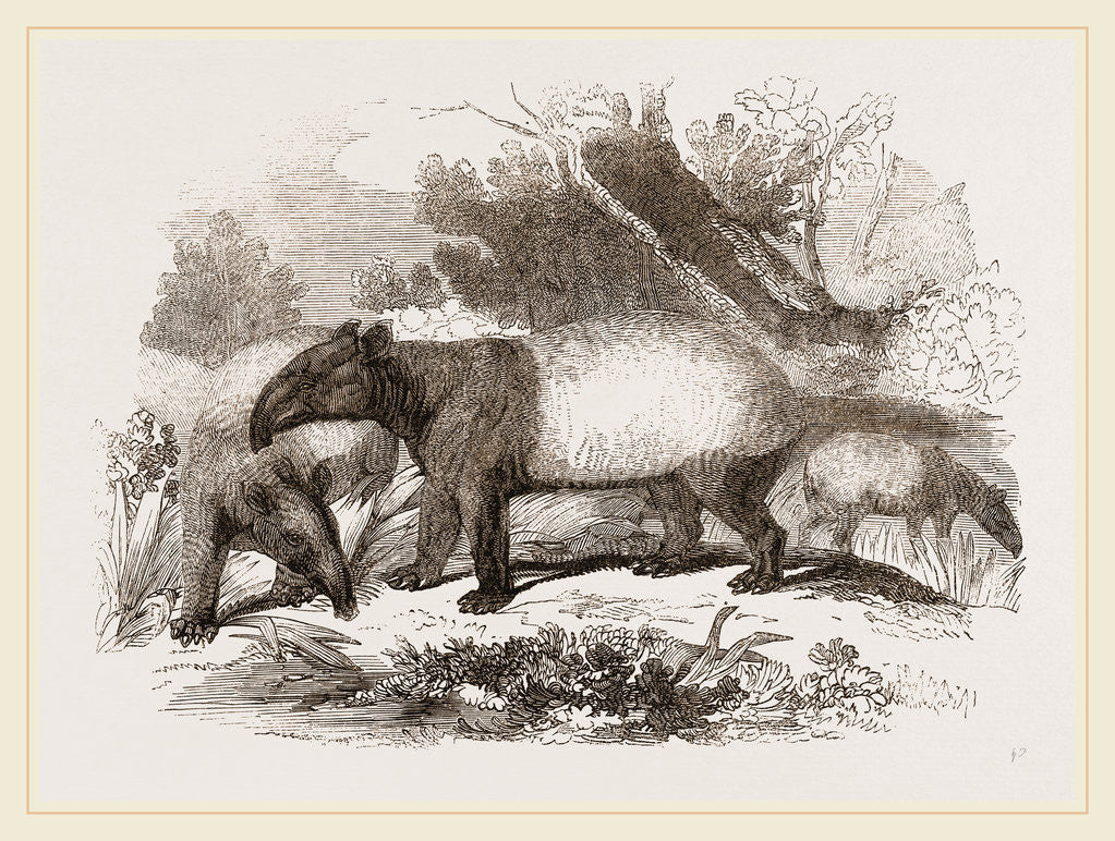 Detail of Indian or Malay Tapir by Anonymous