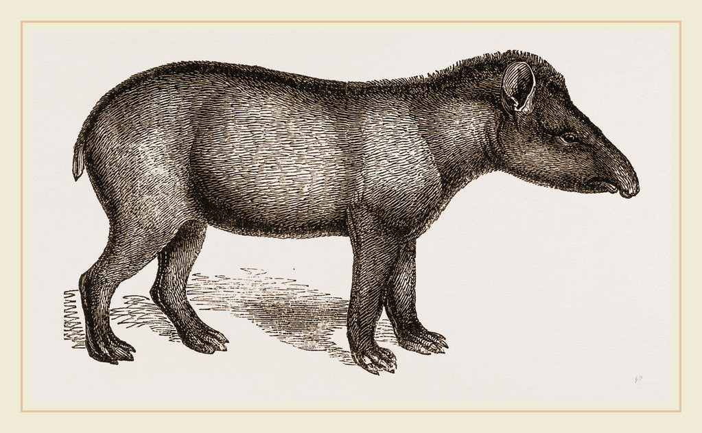 Detail of American Tapir by Anonymous