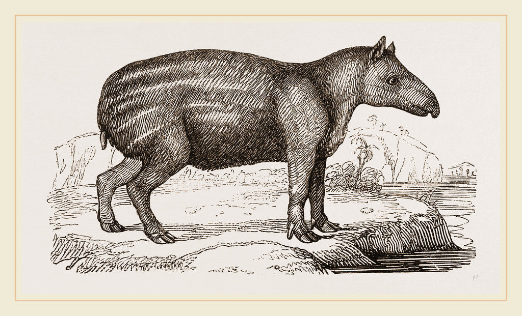 Detail of Young Tapir by Anonymous