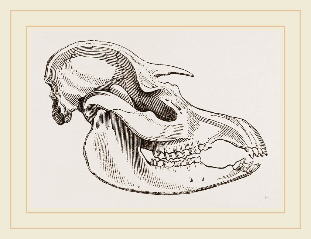 Detail of Skull of American Tapir by Anonymous