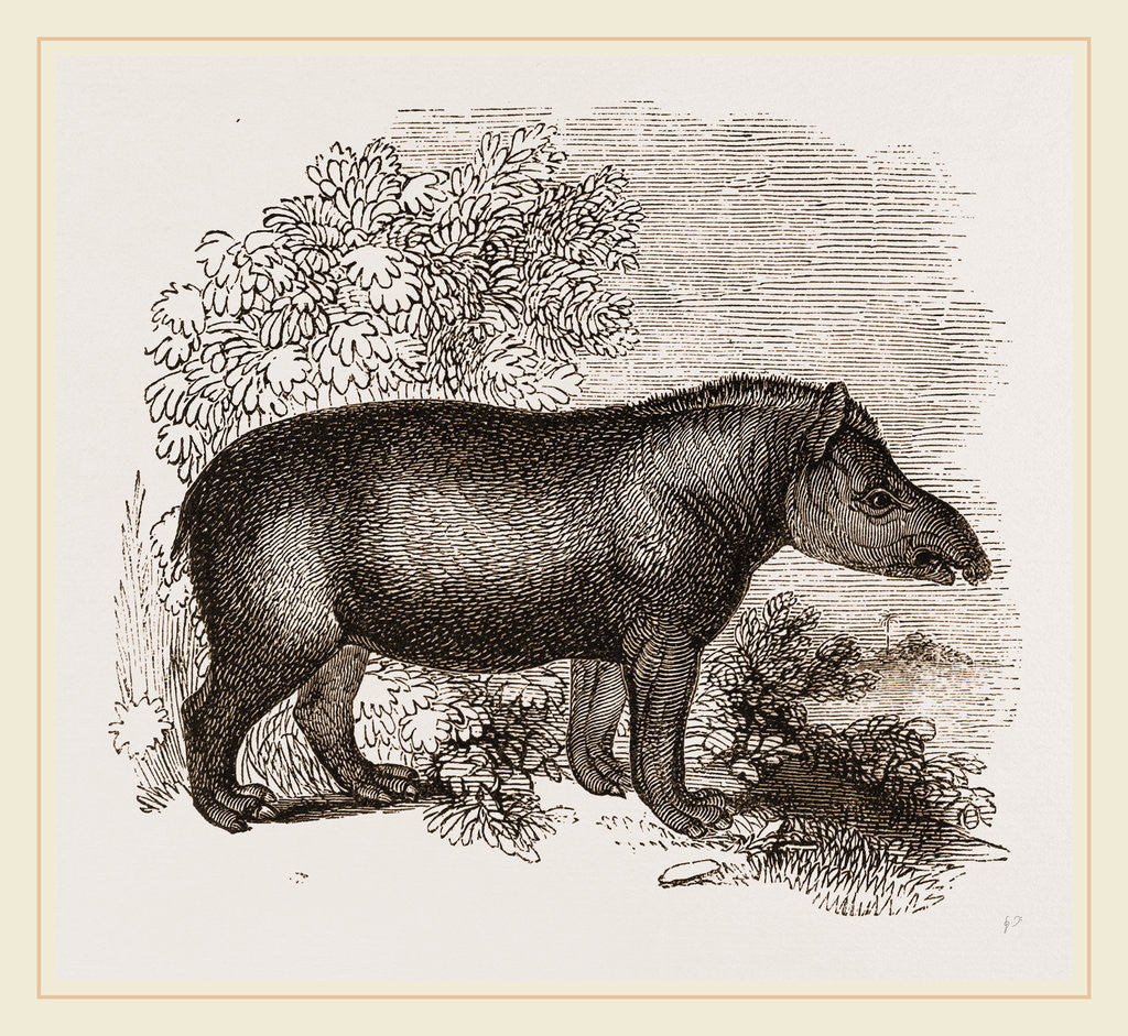 Detail of American Tapir by Anonymous