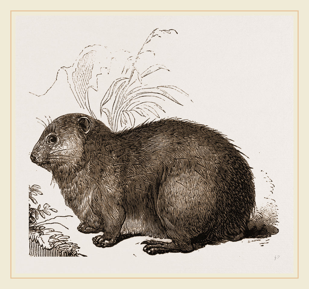 Detail of Hyrax by Anonymous