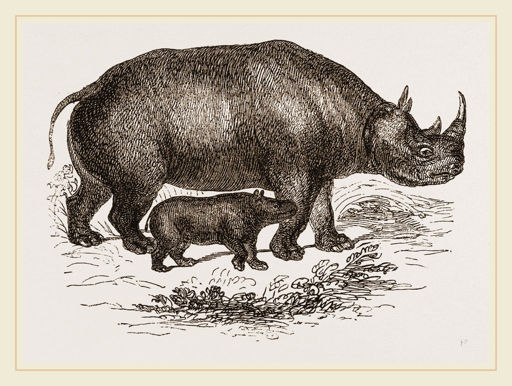 Detail of Black Rhinoceros and Young by Anonymous