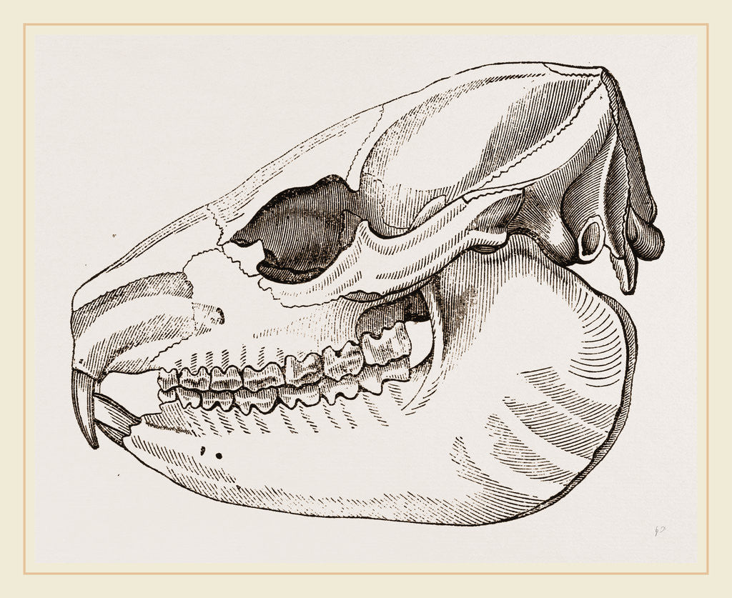 Detail of Skull of Daman by Anonymous