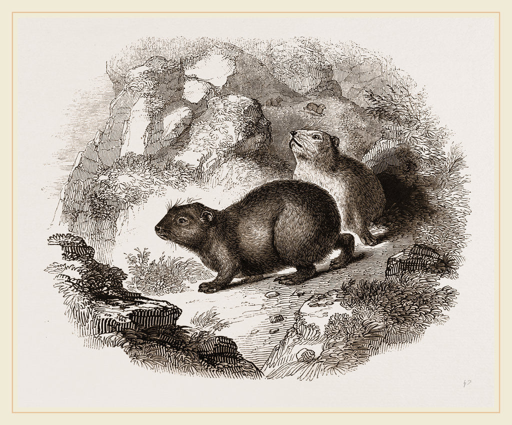 Detail of Cape Hyrax by Anonymous
