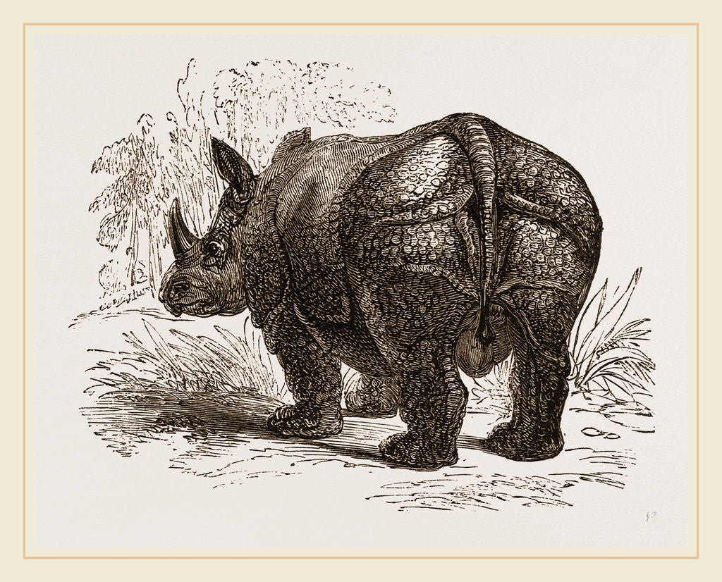 Detail of Indian Rhinoceros by Anonymous