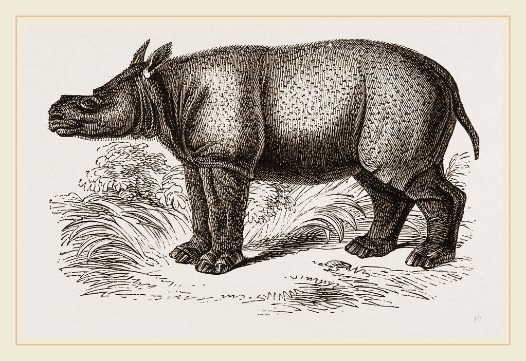Detail of Javanese Rhinoceros by Anonymous