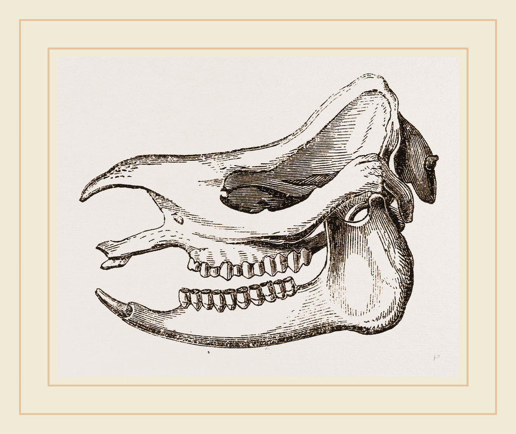 Detail of Skull of Javanese Rhinoceros by Anonymous