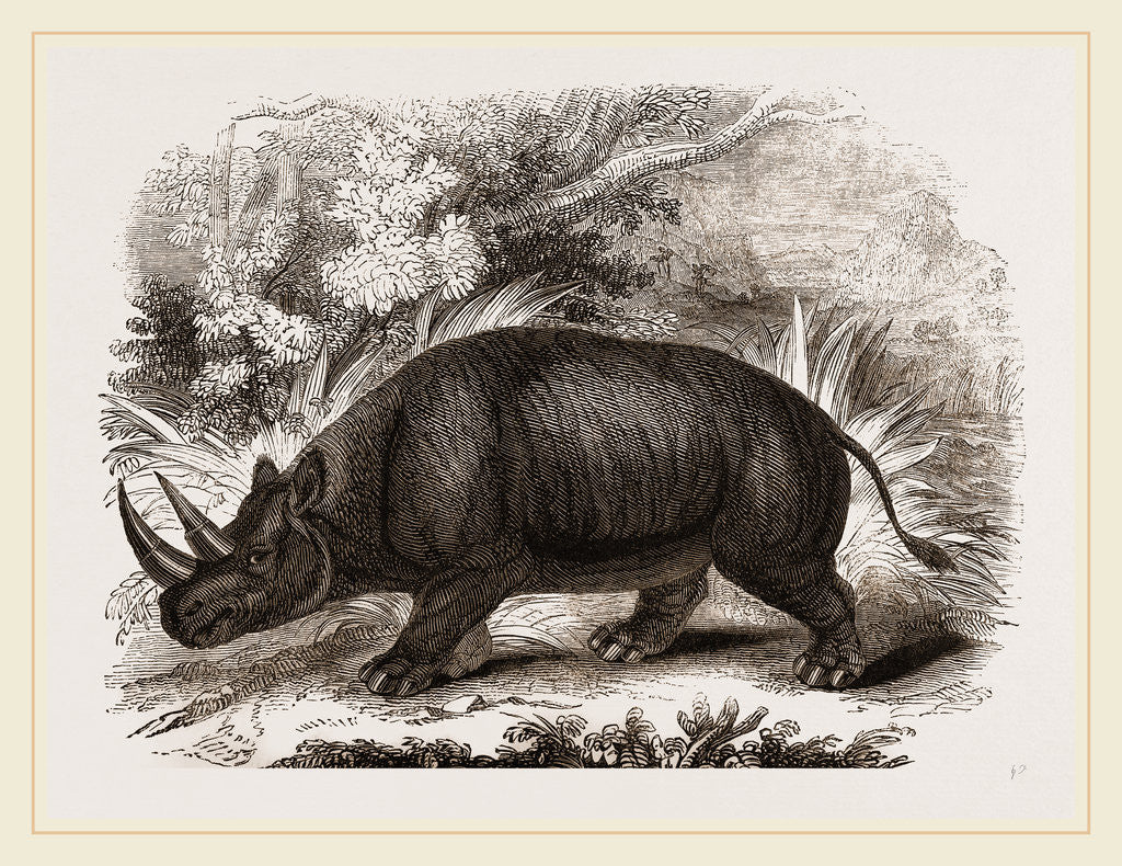 Detail of Rhinocercs Keitloa by Anonymous