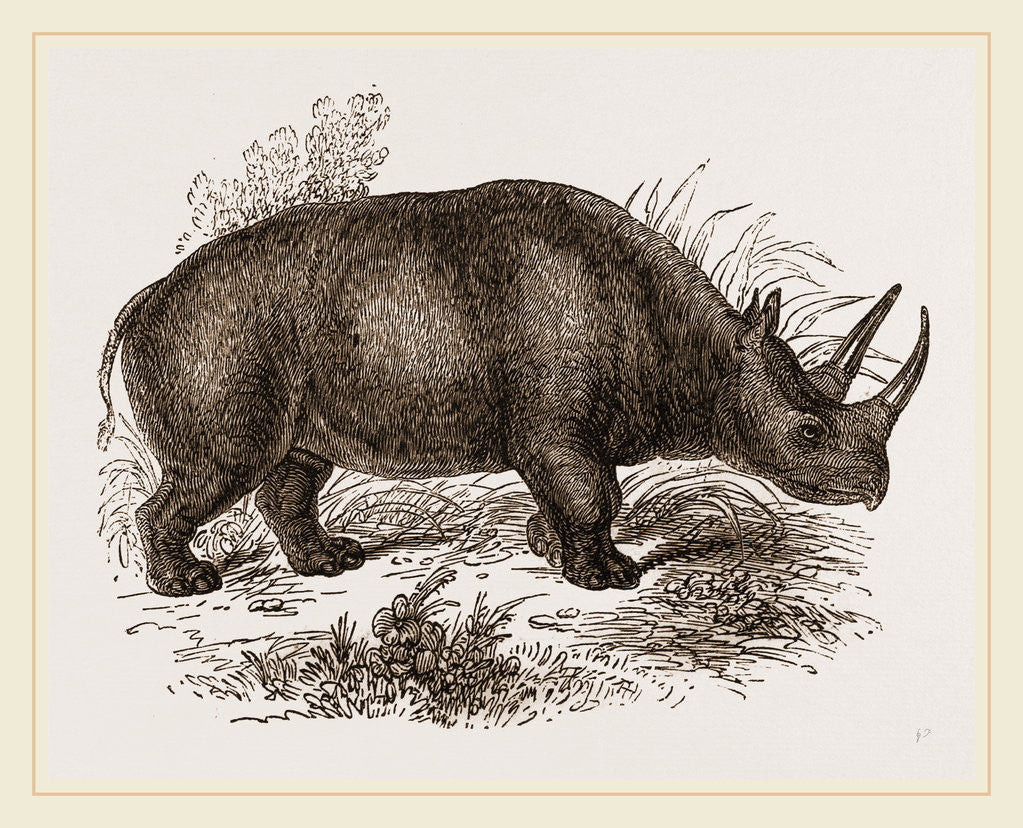 Detail of Rhinoceros Keitloa by Anonymous