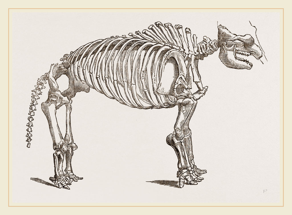 Detail of Skeleton of Mastodon by Anonymous