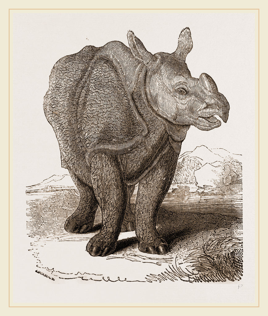 Detail of Indian Rhinoceros by Anonymous