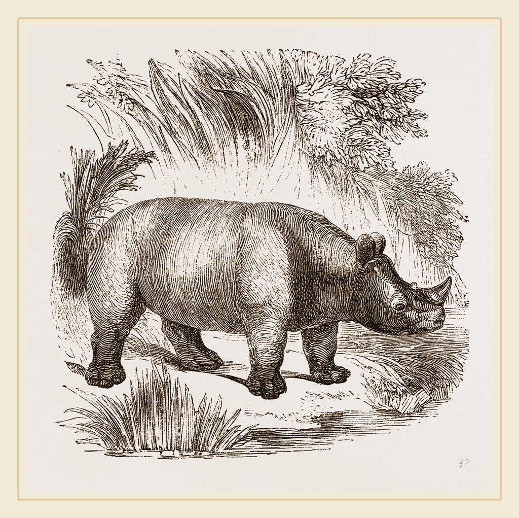 Detail of African Rhinoceros by Anonymous