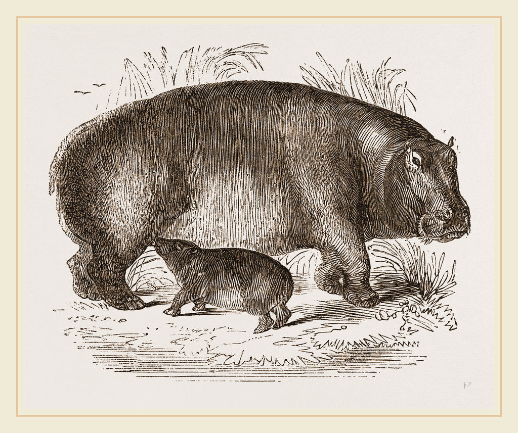 Detail of Female Hippopotamus and Young by Anonymous