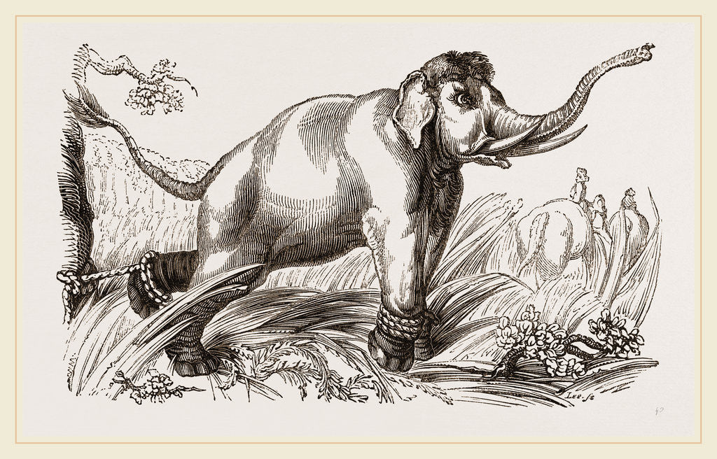 Detail of Wild Elephant left after having been bound by Anonymous