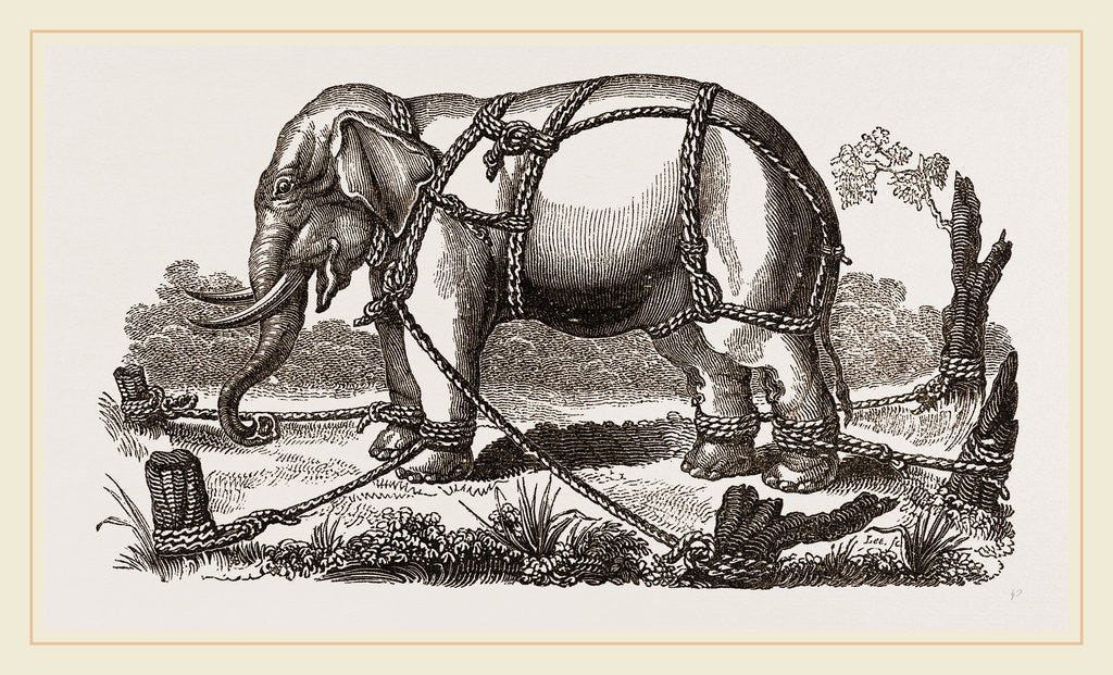 Detail of Elephant harnessed in a keddah by Anonymous