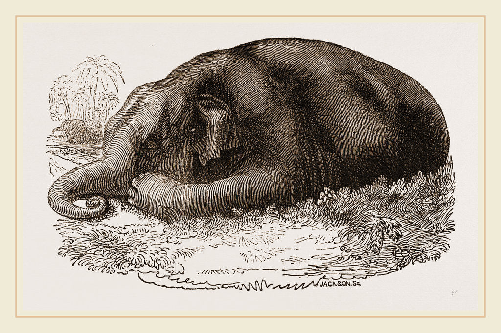 Detail of Elephant lying clown by Anonymous